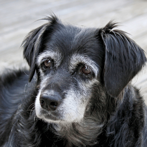 Senior dog with visible signs of aging